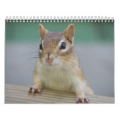 Chipmunk-Kalender Kalender (Titelbild)