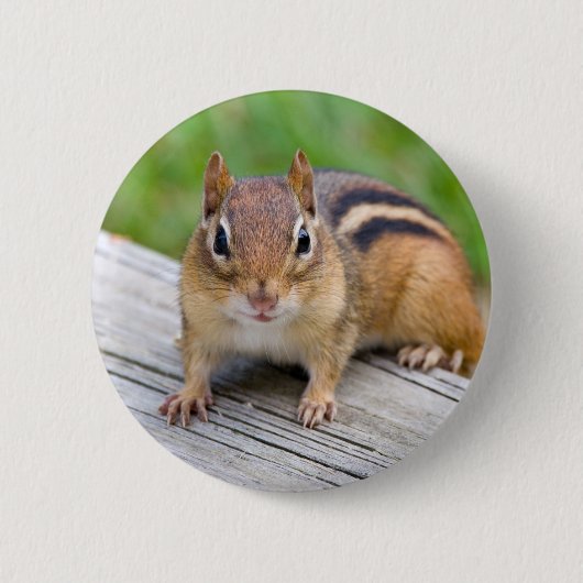 Chipmunk-Knopf Button (Vorderseite)