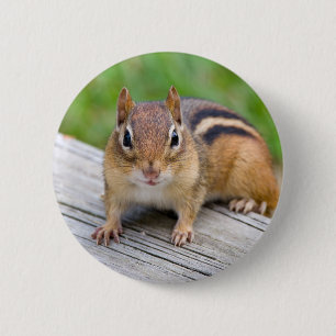 Chipmunk-Knopf Button