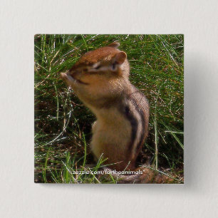 Chipmunk - Knopf Button