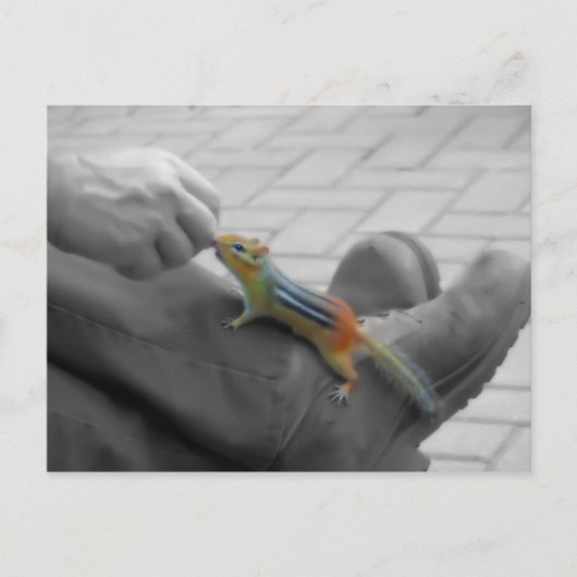 Chipmunk Lunch Postkarte (Vorderseite)