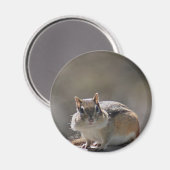 Chipmunk Magnet (Vorderseite/Rückseite)
