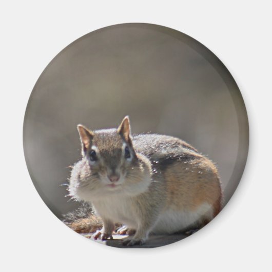 Chipmunk Magnet (Vorne)