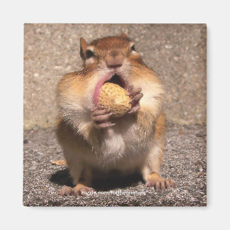 Chipmunk - Magnet