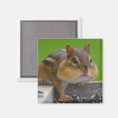 Chipmunk Magnet (Vorderseite/Rückseite)