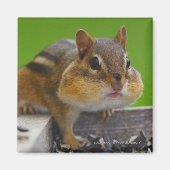 Chipmunk Magnet (Vorne)