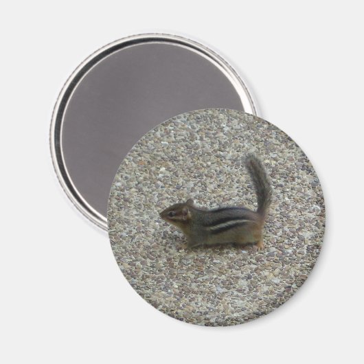 Chipmunk Magnet (Vorderseite/Rückseite)