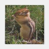 Chipmunk - Magnet (Vorne)