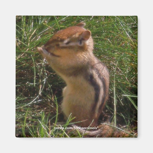 Chipmunk - Magnet (Vorne)