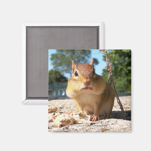 Chipmunk - Magnet (Vorderseite/Rückseite)