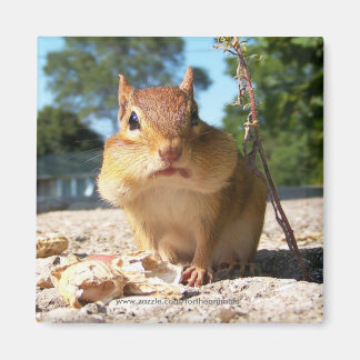 Chipmunk - Magnet