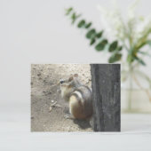 Chipmunk Midland Ontario Postkarte (Stehend Vorderseite)