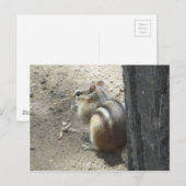 Chipmunk Midland Ontario Postkarte (Vorne/Hinten)