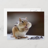 Chipmunk mit Cheeks Full Foto Postkarte (Vorne/Hinten)