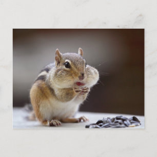 Chipmunk mit Cheeks Full Foto Postkarte