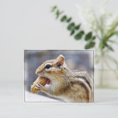 Chipmunk mit Erdnuss Postkarte (Stehend Vorderseite)