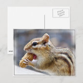 Chipmunk mit Erdnuss Postkarte (Vorne/Hinten)