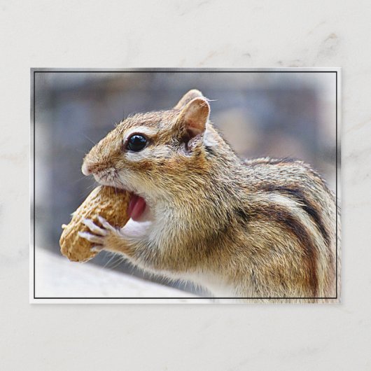 Chipmunk mit Erdnuss Postkarte (Vorderseite)