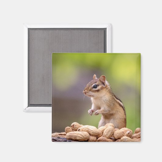 Chipmunk mit Erdnüssen Magnet (Vorderseite/Rückseite)