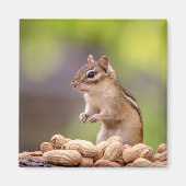 Chipmunk mit Erdnüssen Magnet (Vorne)