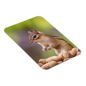 Chipmunk mit Erdnüssen Magnet (Rechte Seite)