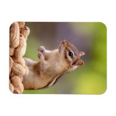 Chipmunk mit Erdnüssen Magnet (Horizontal)