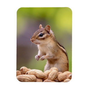 Chipmunk mit Erdnüssen Magnet