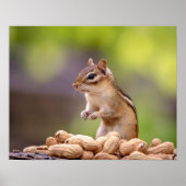Chipmunk mit Erdnüssen Poster (Vorne)