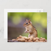 Chipmunk mit Erdnüssen Postkarte (Vorne/Hinten)