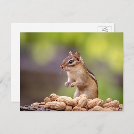 Chipmunk mit Erdnüssen Postkarte (Vorne/Hinten)