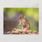 Chipmunk mit Erdnüssen Postkarte (Vorderseite)