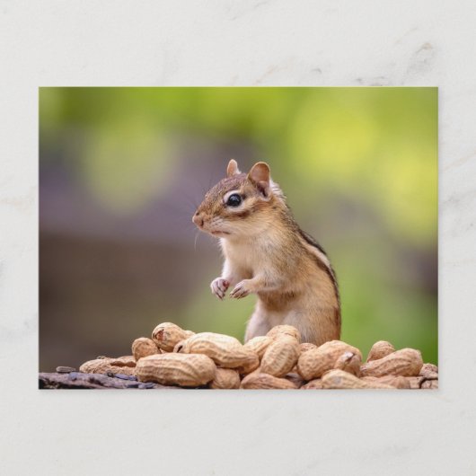 Chipmunk mit Erdnüssen Postkarte (Vorderseite)