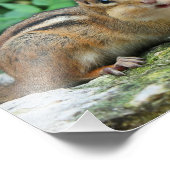 Chipmunk mit gestopften Wangen Fotodruck (Ecke)