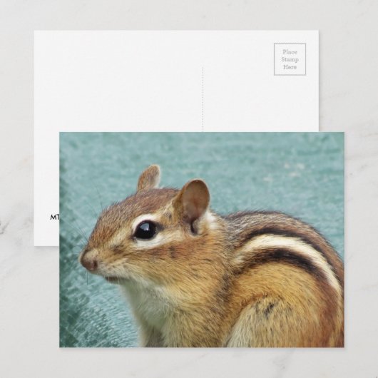 Chipmunk Nah up Postkarte (Vorne/Hinten)