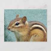 Chipmunk Nah up Postkarte (Vorderseite)