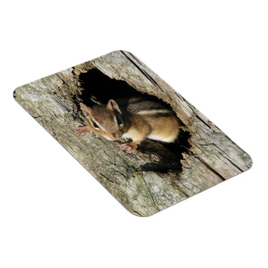 Chipmunk Peekout Magnet (Rechte Seite)