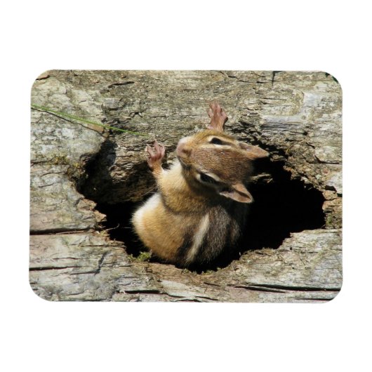 Chipmunk Peekout Magnet (Horizontal)