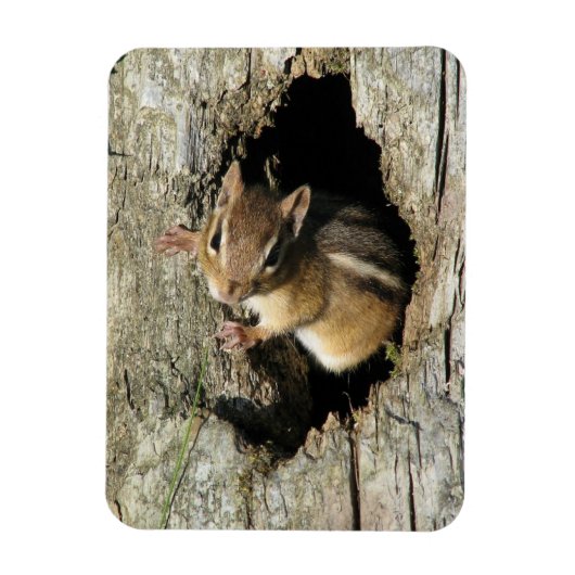 Chipmunk Peekout Magnet (Vertikal)