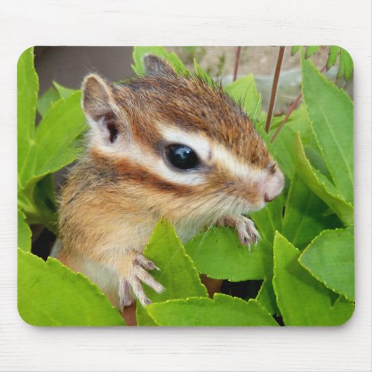 Chipmunk photo (20-1) mousepad (Vorne)