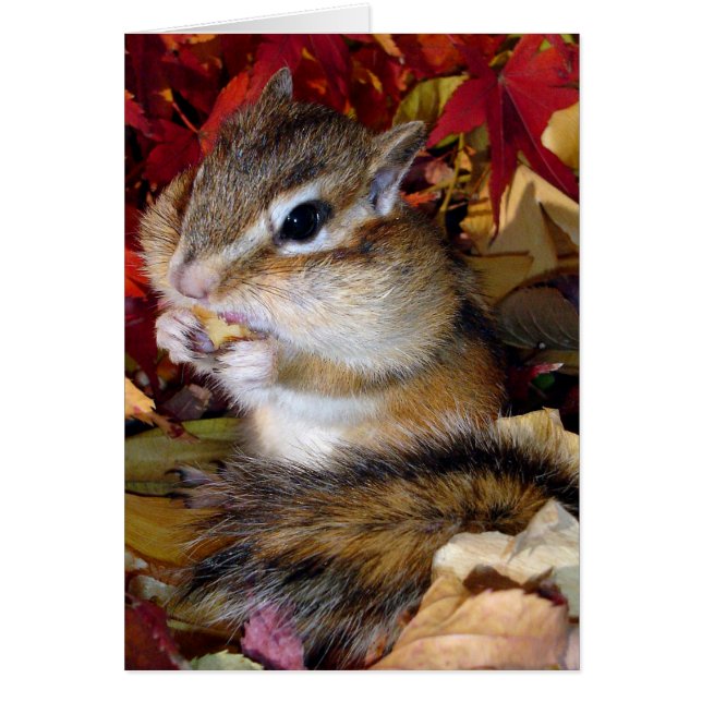 Chipmunk (photo) , Autumn (Vorne)