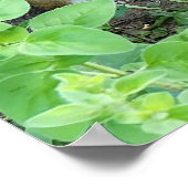 Chipmunk Photo In The Garden Eating Seeds  Poster (Ecke)