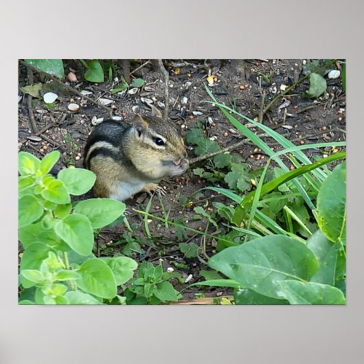 Chipmunk Photo In The Garden Eating Seeds  Poster (Vorne)