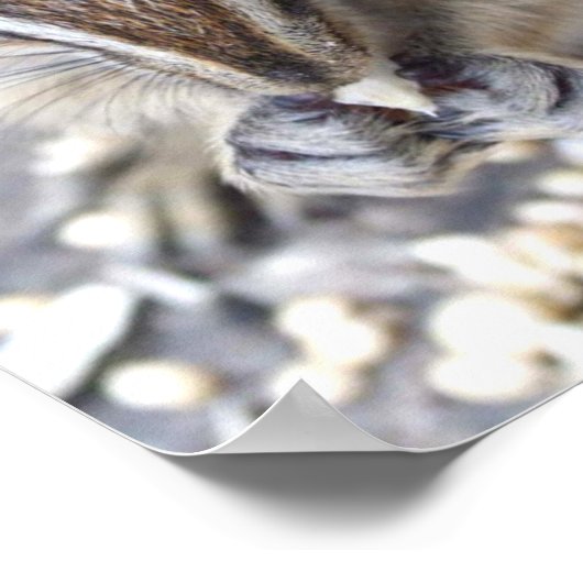 Chipmunk Poster (Ecke)