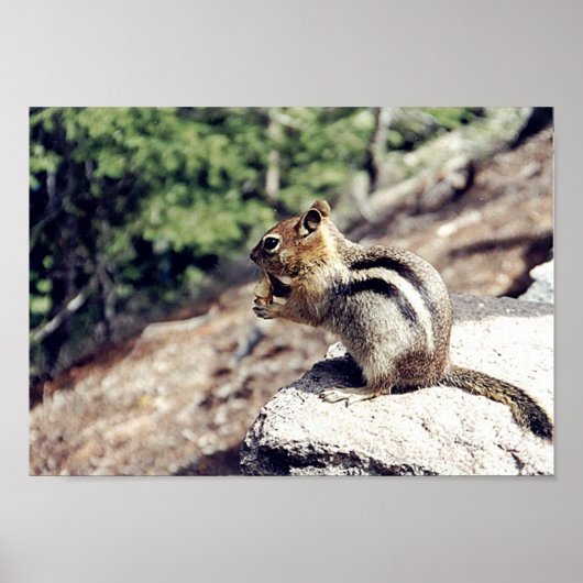 Chipmunk Poster (Vorne)