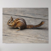 Chipmunk Poster (Vorne)