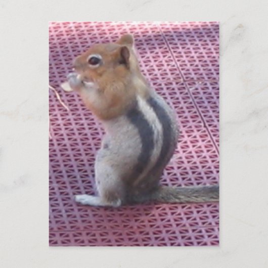 Chipmunk Postkarte (Vorderseite)