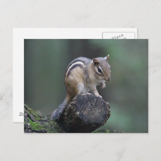 Chipmunk Postkarte (Vorne/Hinten)