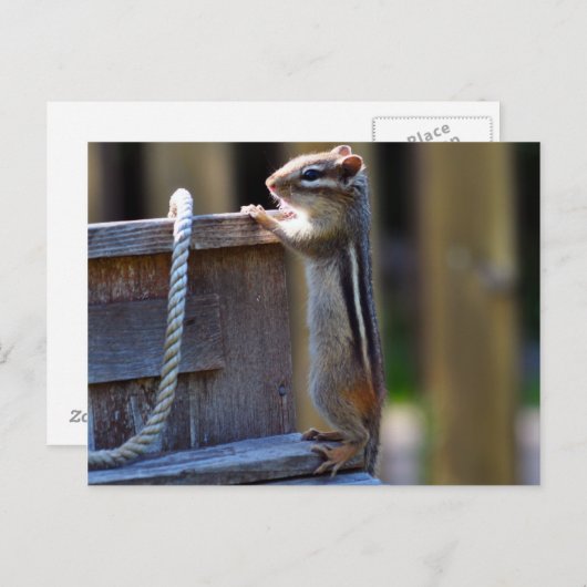 Chipmunk Postkarte (Vorne/Hinten)