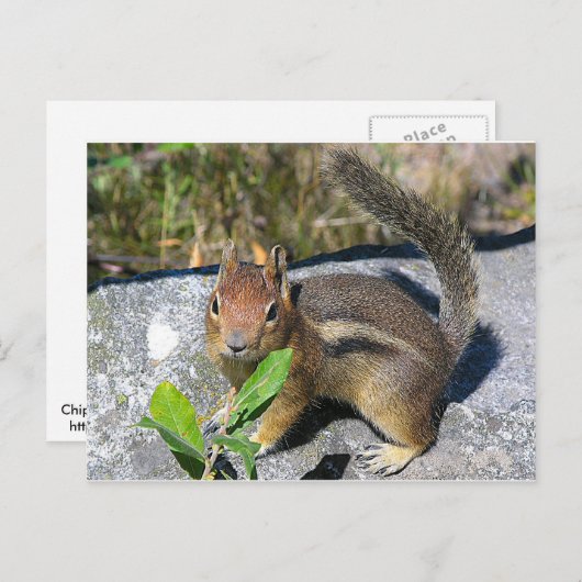 Chipmunk Postkarte (Vorne/Hinten)