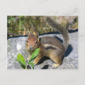 Chipmunk Postkarte (Vorderseite)